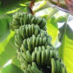 Bananas growing from tree